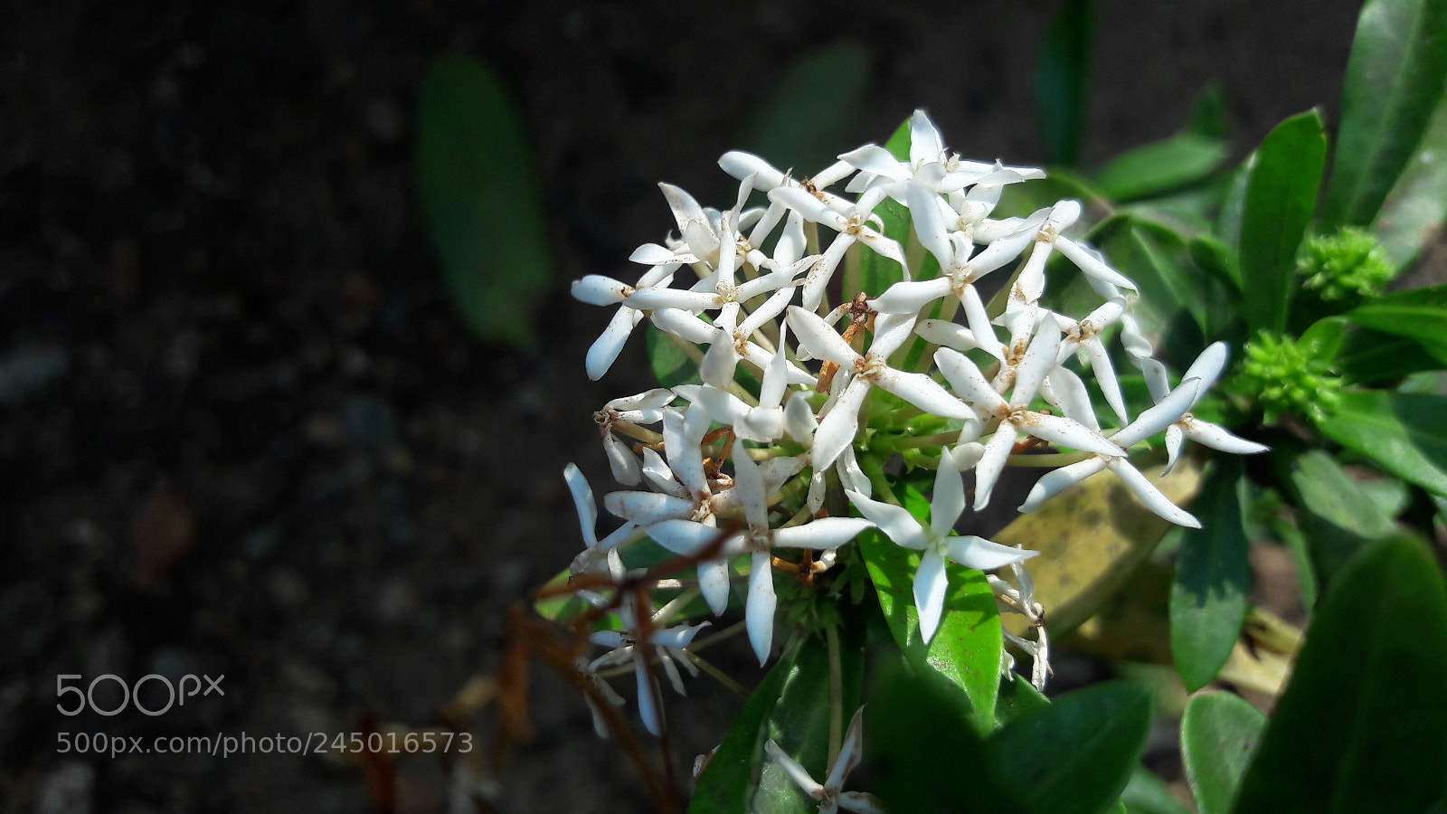 Samsung Galaxy J7 sample photo. Untitled photography