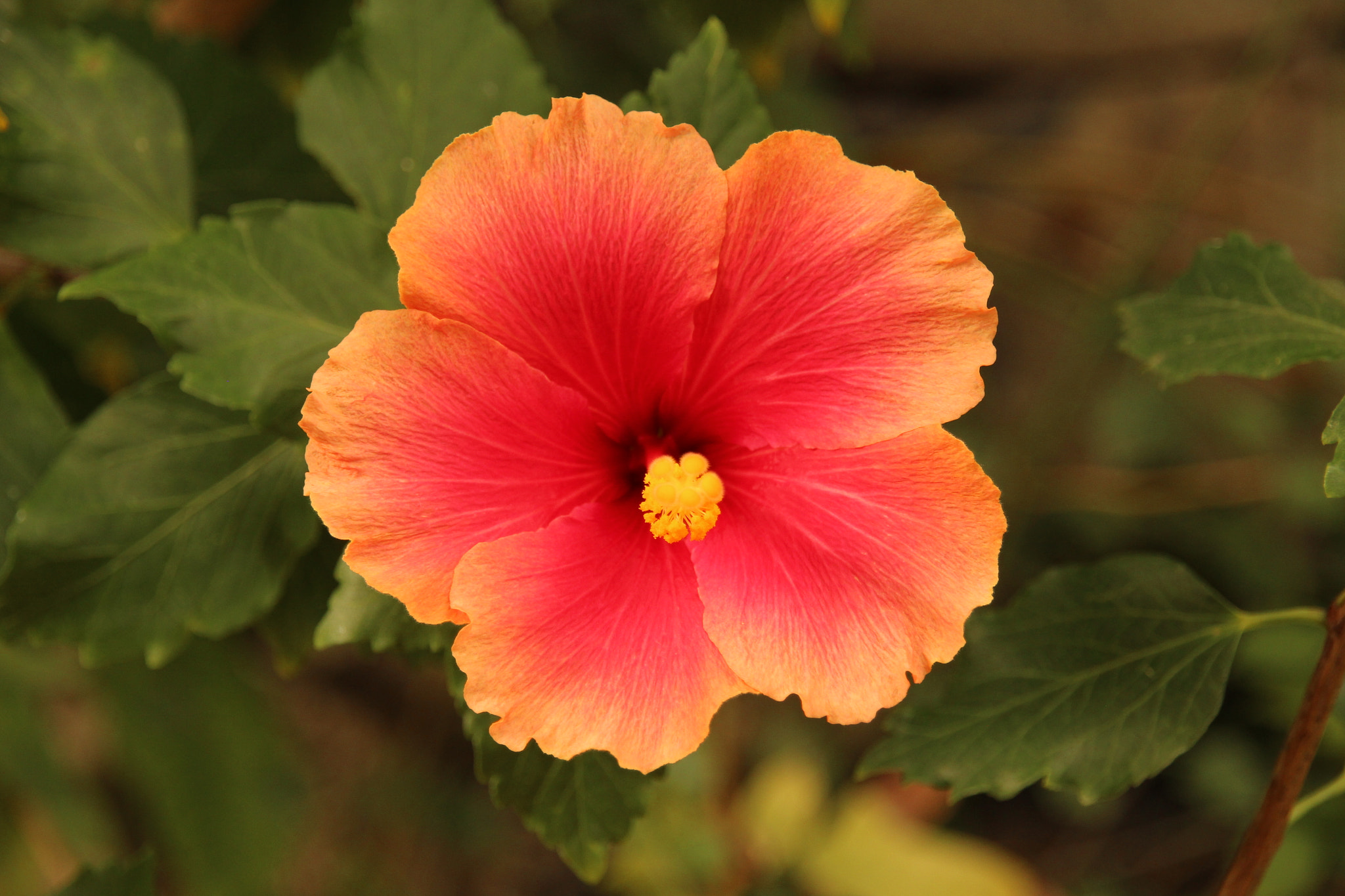 Canon EOS 700D (EOS Rebel T5i / EOS Kiss X7i) + Sigma 18-200mm f/3.5-6.3 DC OS sample photo. "the red trumpet" photography