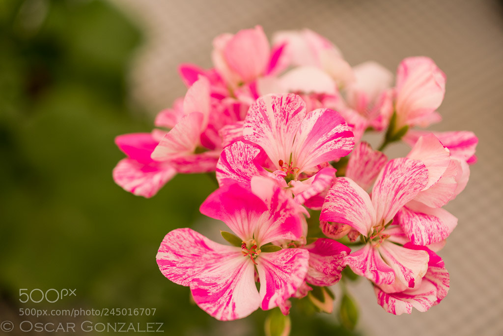 Nikon D3400 sample photo. Flor parda. photography