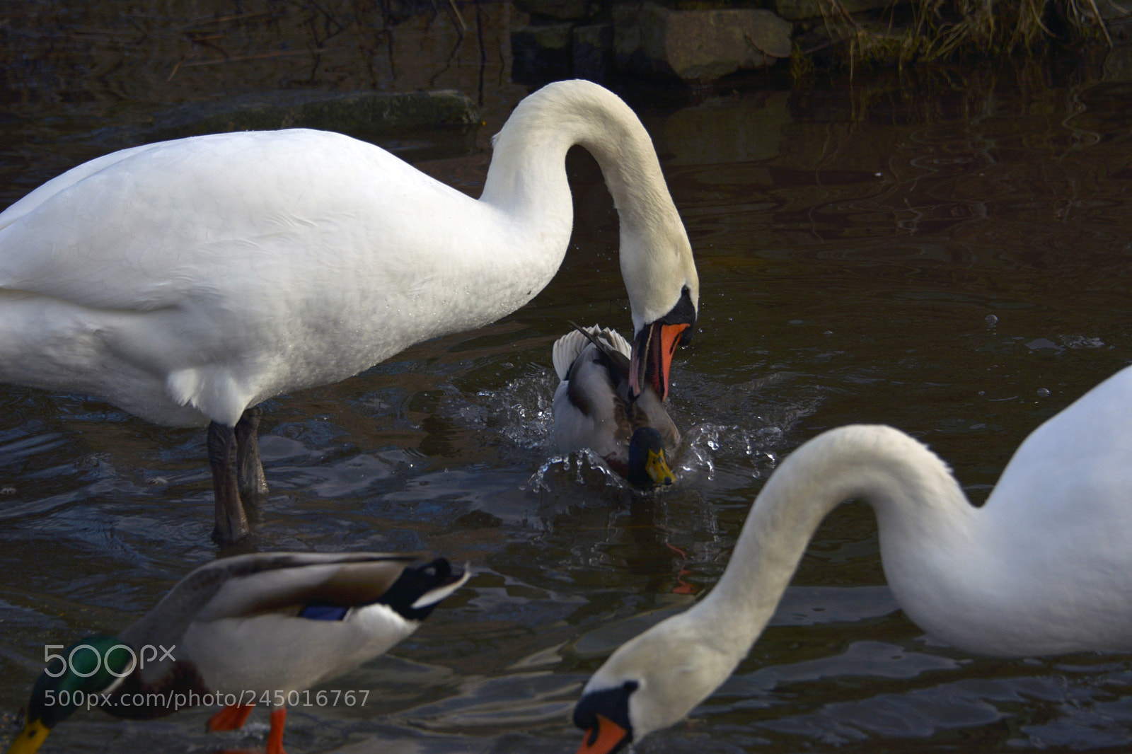 Nikon D7100 sample photo. Get out of my photography