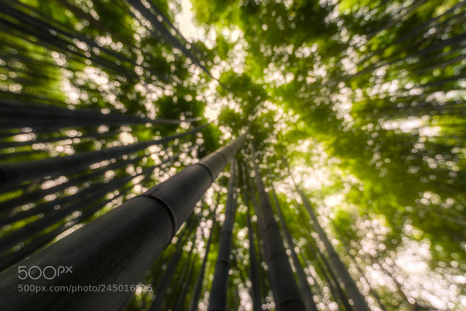 Nikon D610 sample photo. Up to the sky photography