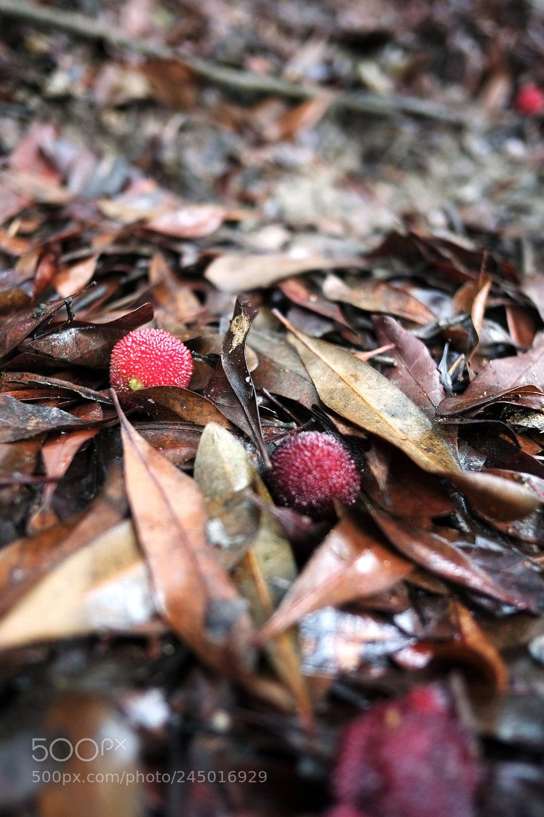 Fujifilm X-Pro1 sample photo. Untitled photography