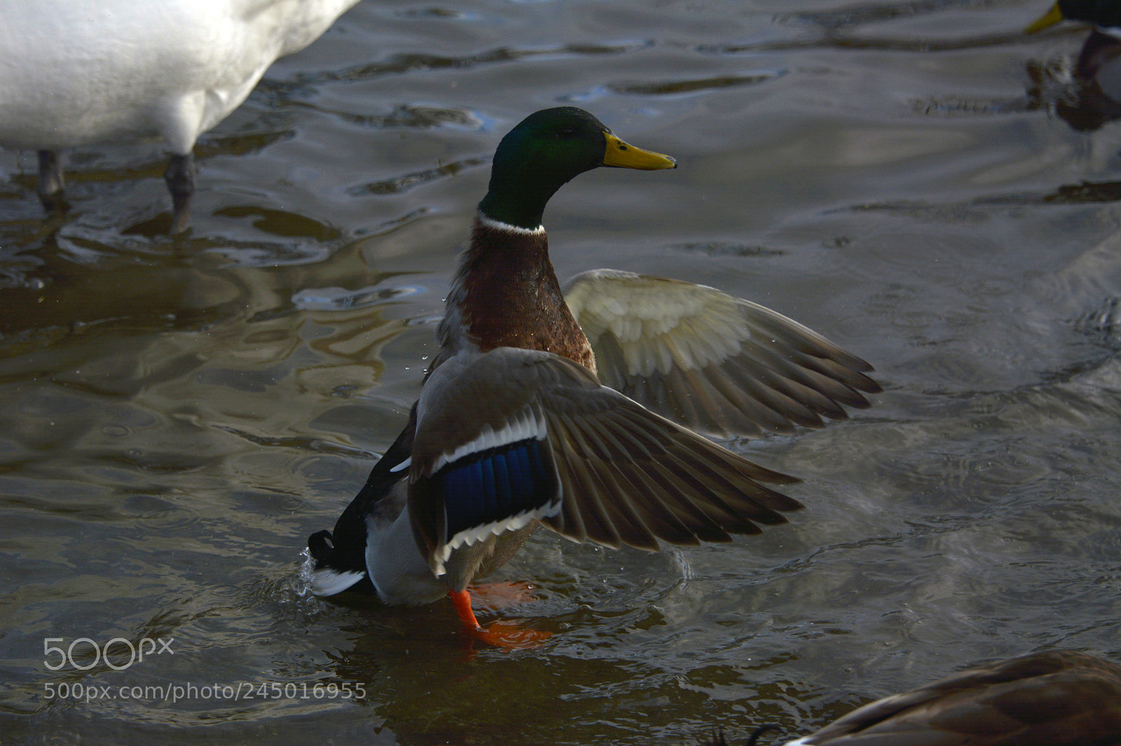 Nikon D7100 sample photo. Spreading my wings photography