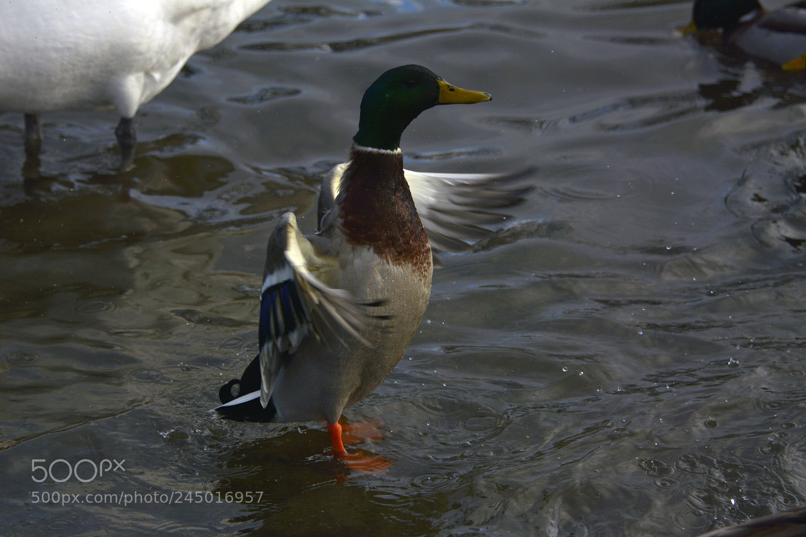 Nikon D7100 sample photo. Spreading my wings photography