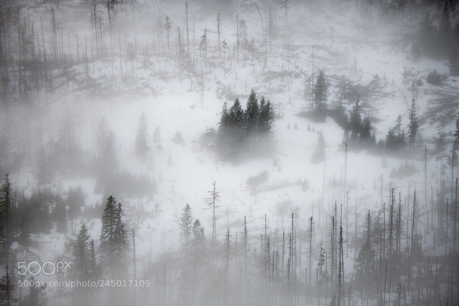 Nikon D850 sample photo. Freezing fog photography