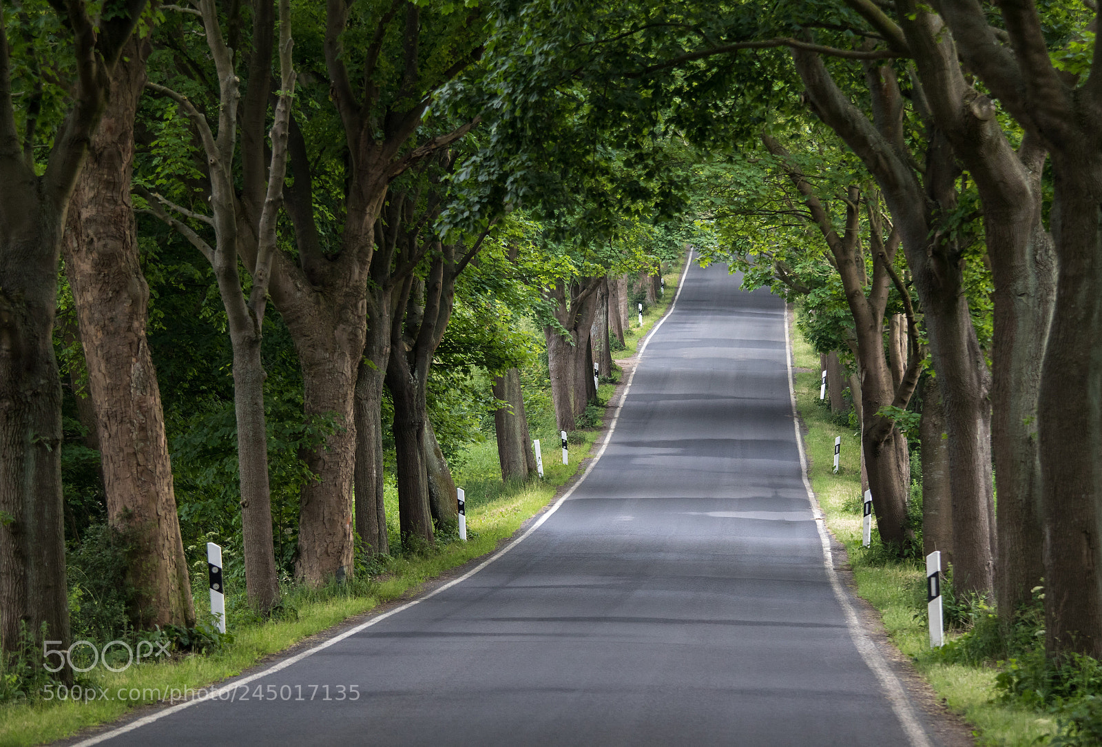Canon EOS 7D Mark II sample photo. Road to summer photography