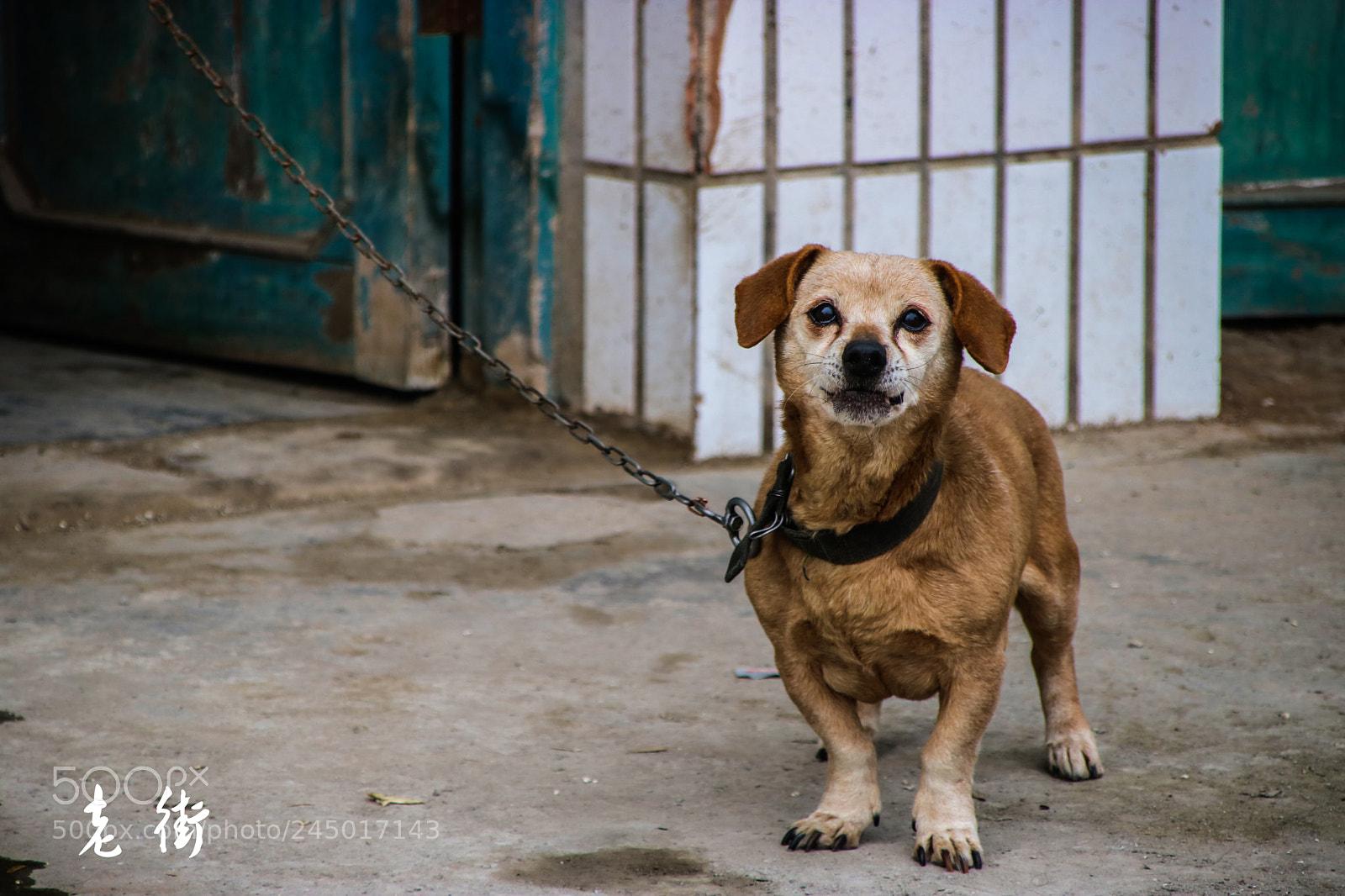 Canon EOS 750D (EOS Rebel T6i / EOS Kiss X8i) sample photo. Dog photography