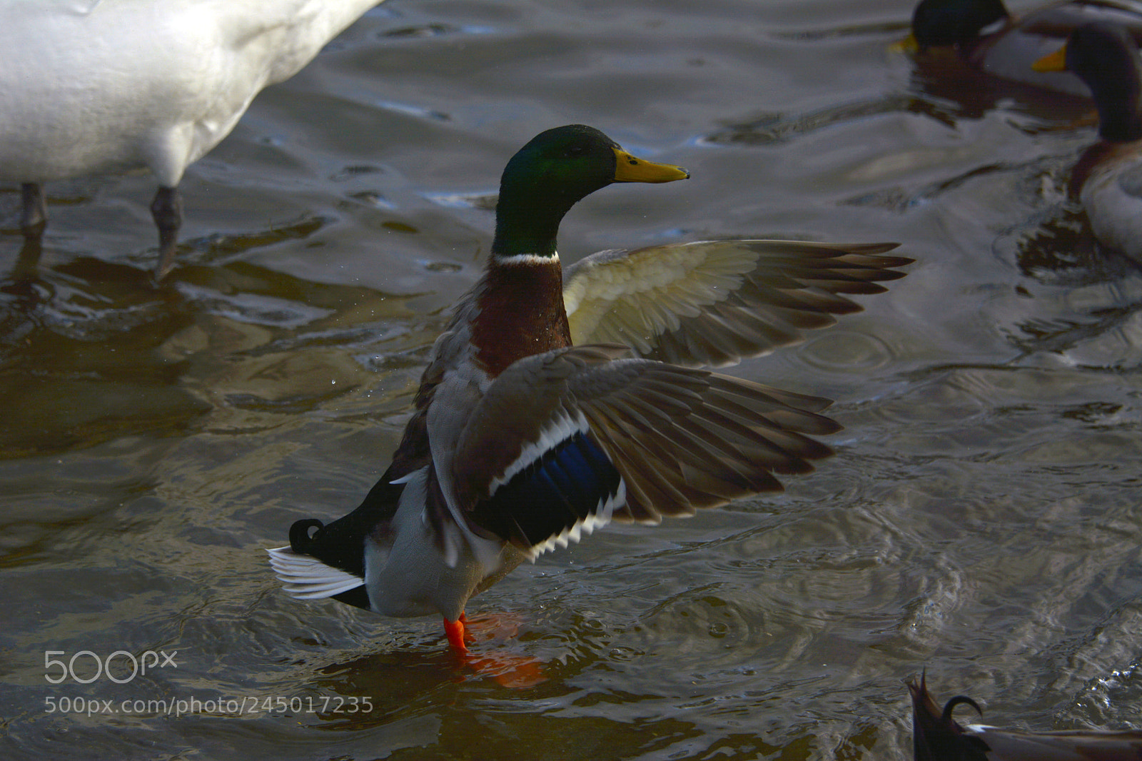 Nikon D7100 sample photo. Spreading my wings photography