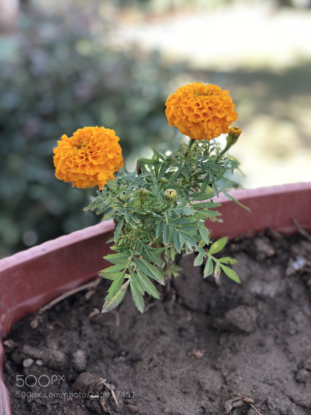 Apple iPhone X sample photo. A flower photography