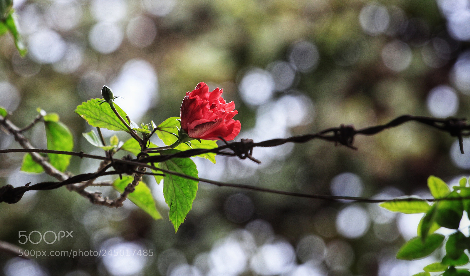 Canon EOS 50D sample photo. Untitled photography