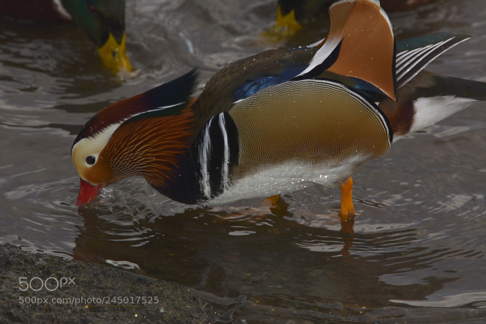Nikon D7100 sample photo. Mandarin duck photography