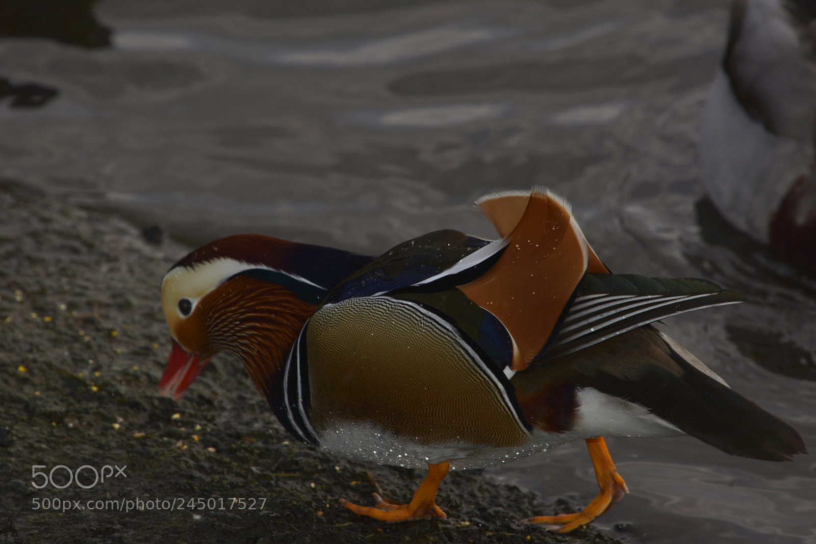 Nikon D7100 sample photo. Mandarin duck photography