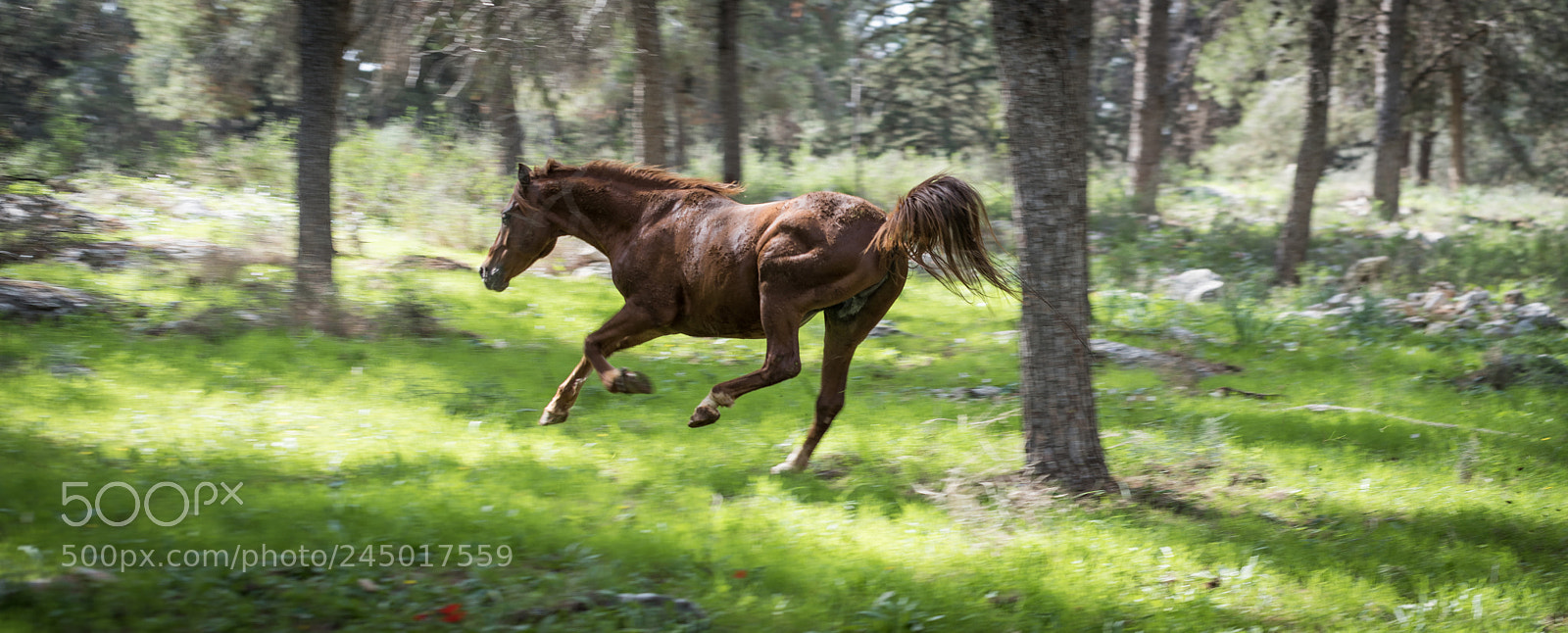 Nikon D810 sample photo. Wild photography