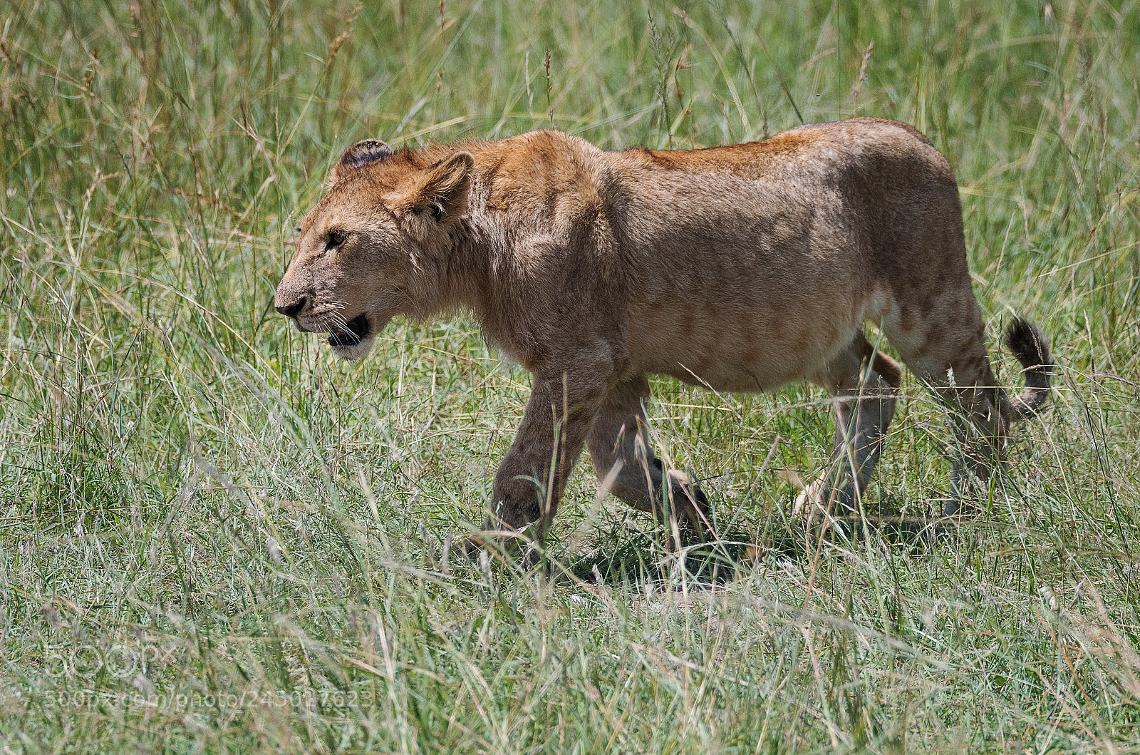 Nikon D500 sample photo. Young lioness photography