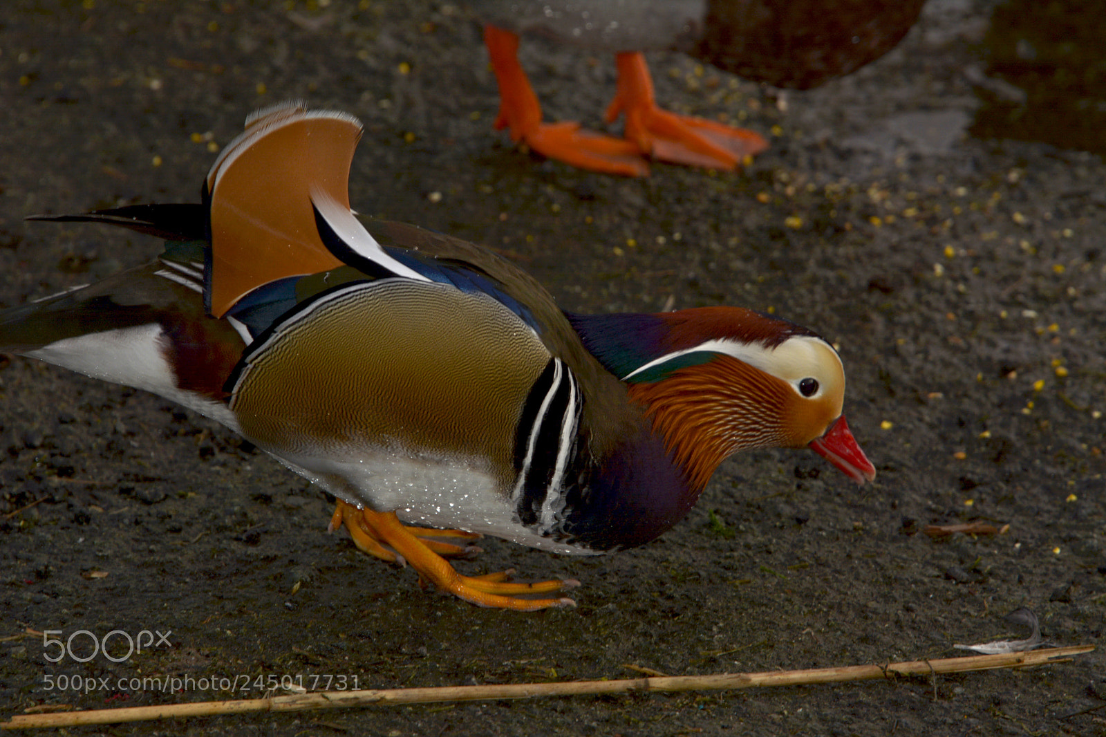 Nikon D7100 sample photo. Mandarin duck photography