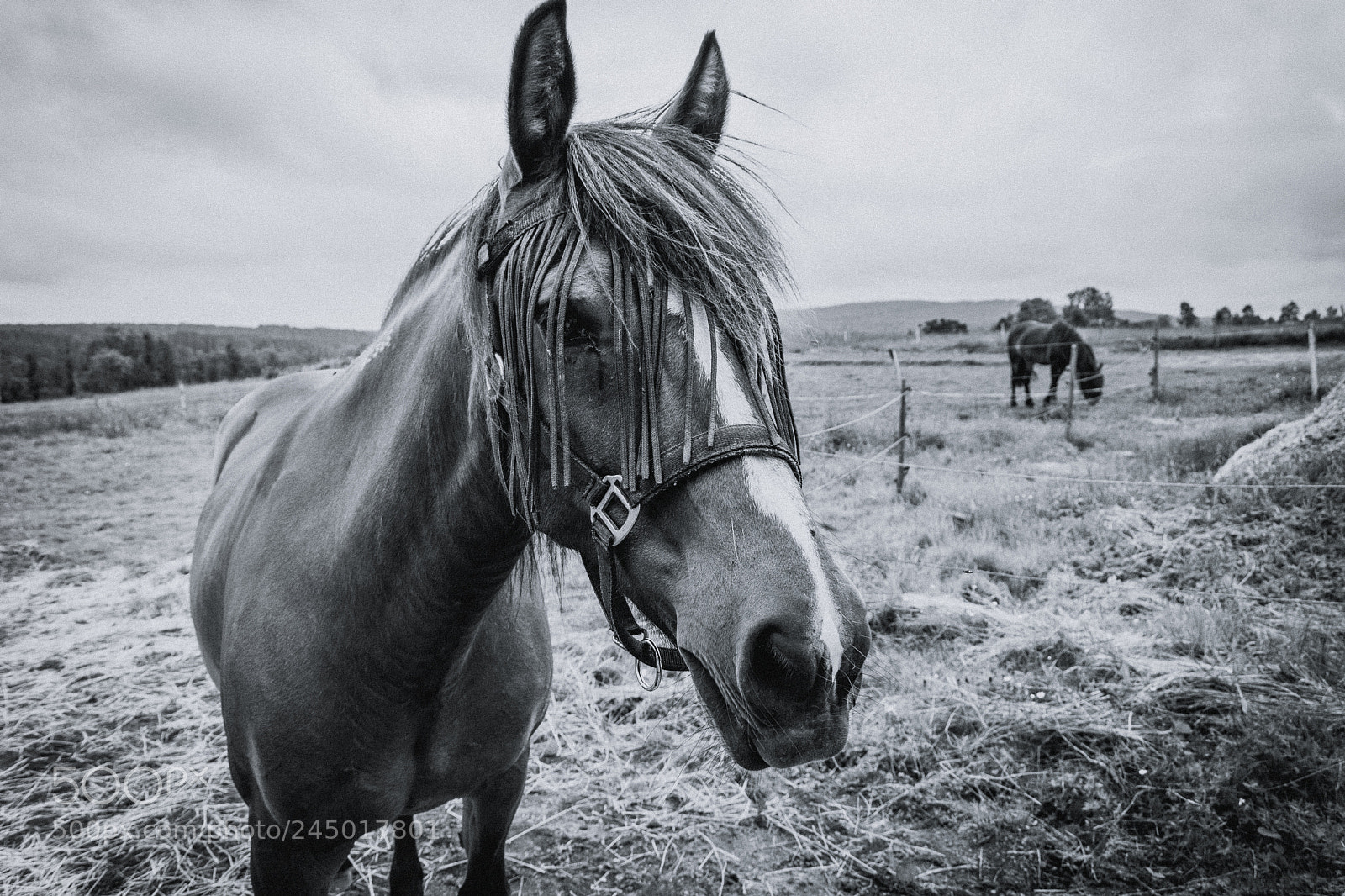 Nikon D7200 sample photo. B&w horse photography