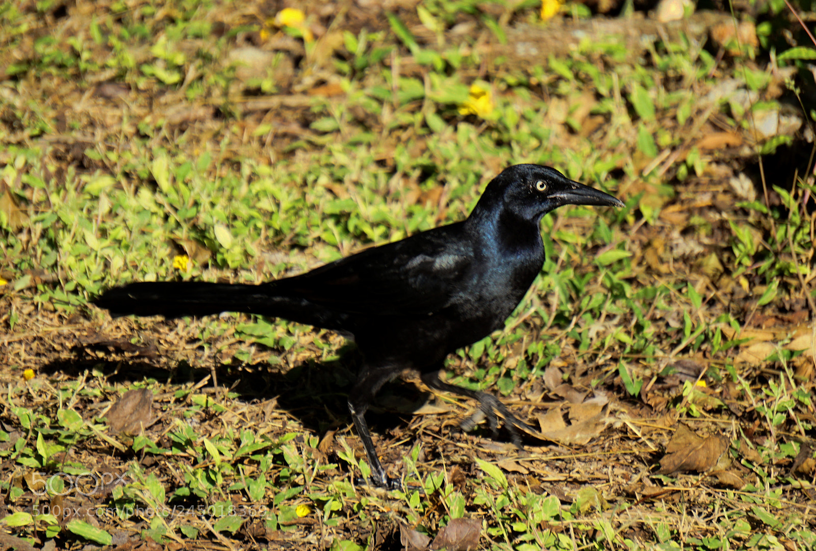 Sony E 55-210mm F4.5-6.3 OSS sample photo. Black bird photography
