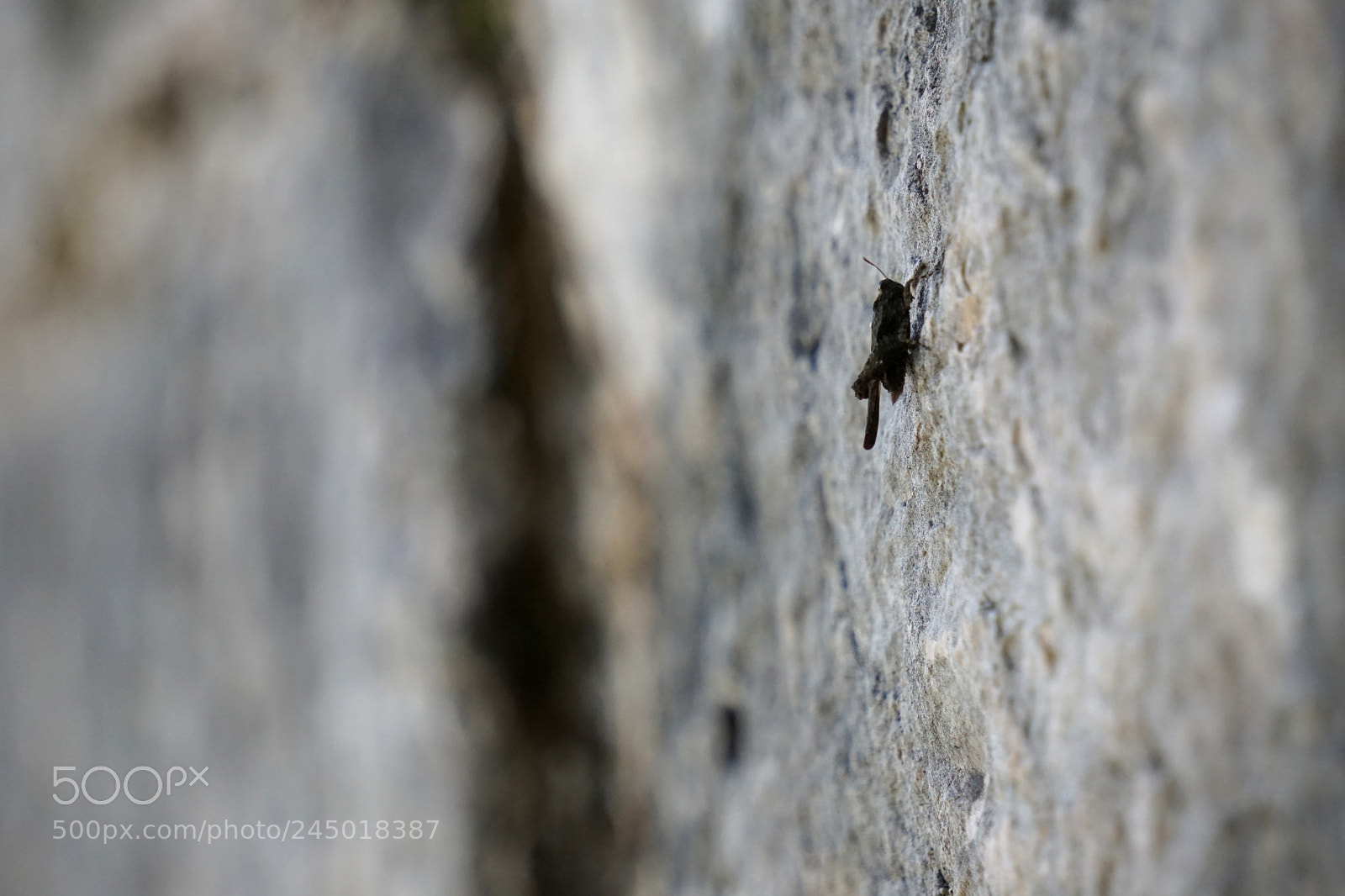 Sony E 55-210mm F4.5-6.3 OSS sample photo. Ant photography