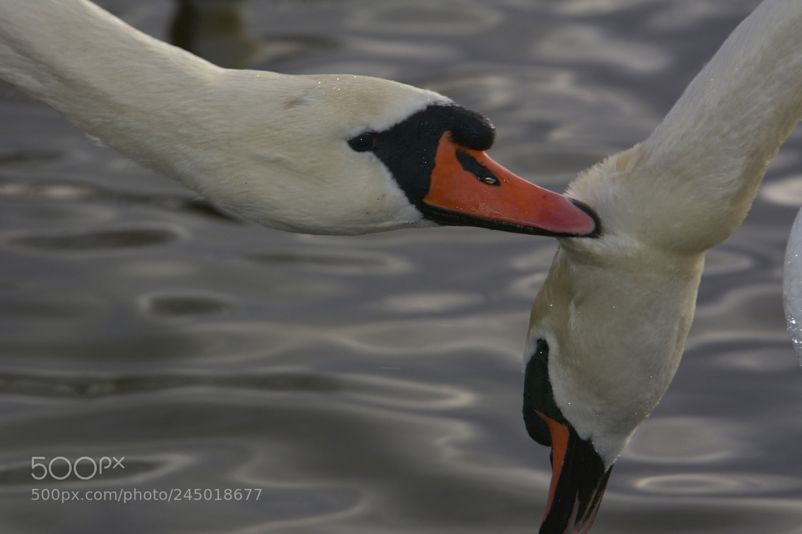 Nikon D7100 sample photo. Do as you are photography