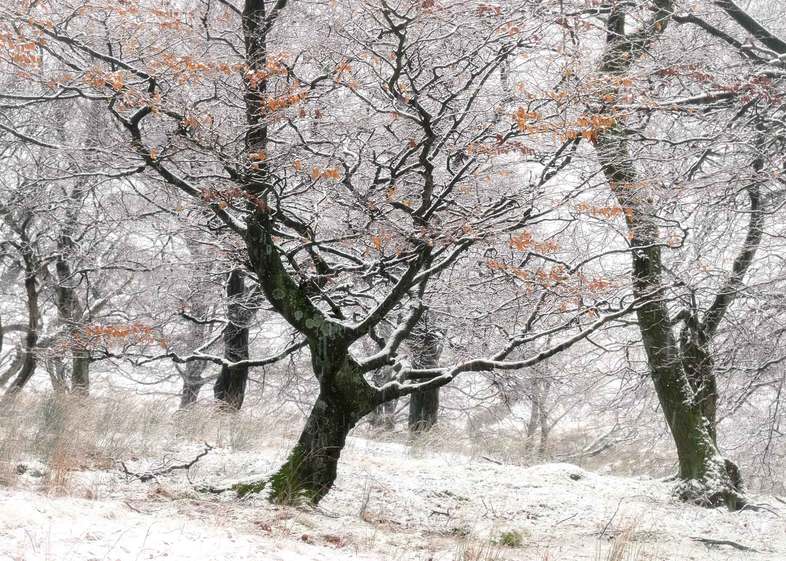 Fujifilm X-T1 sample photo. Snowy trees and orange photography