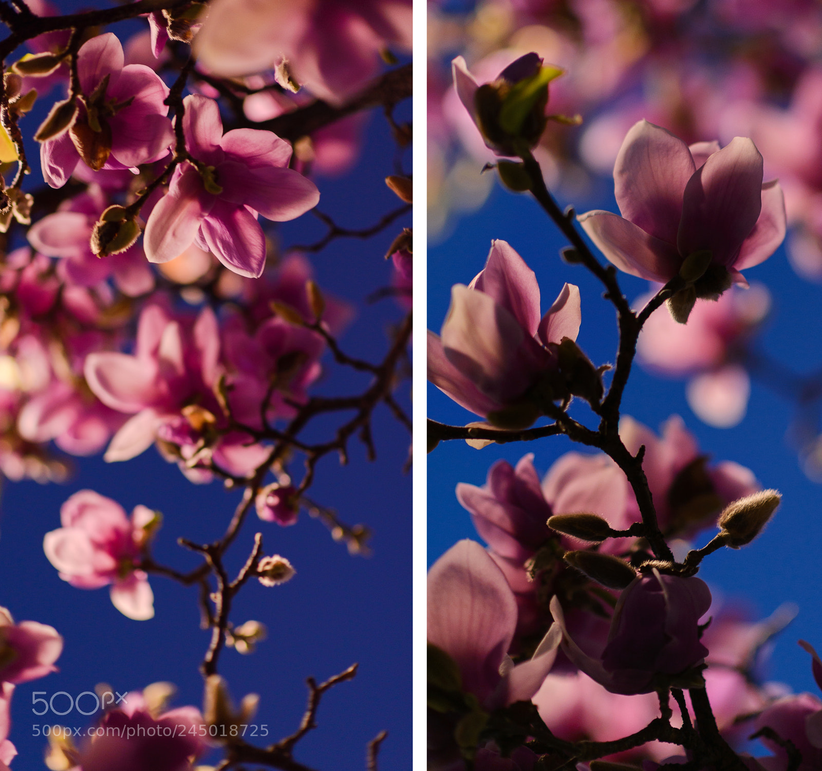 Nikon D610 sample photo. Evening magnolia photography