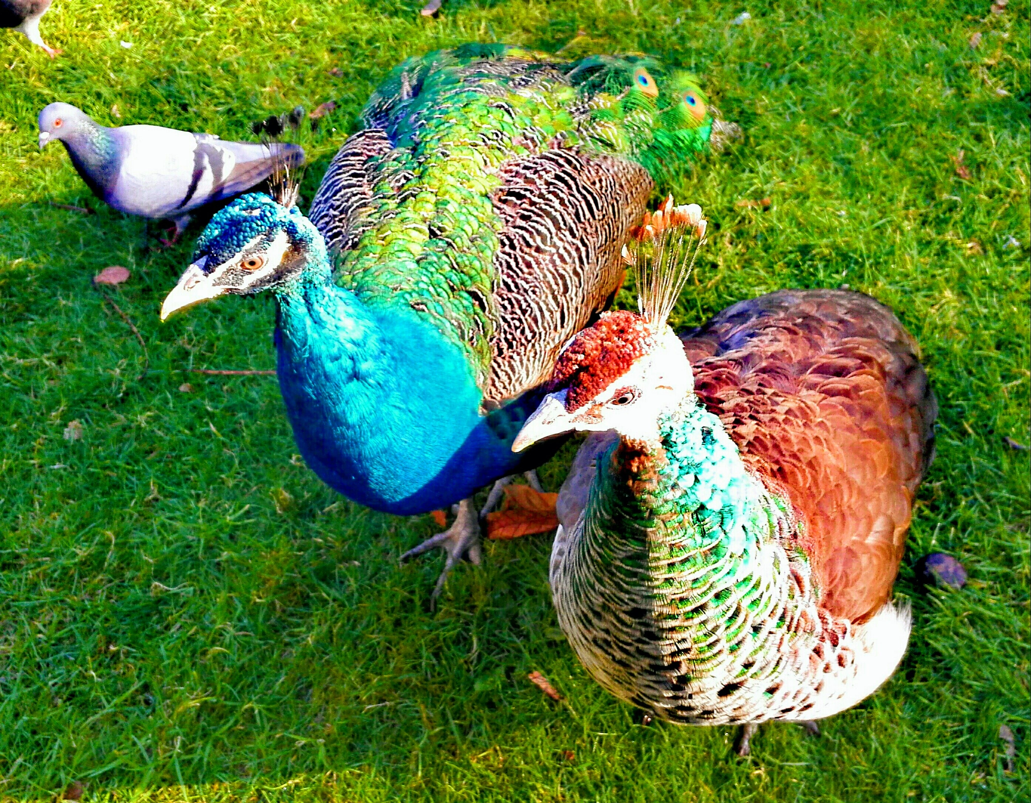 HUAWEI Mate 7 sample photo. Peahen, peacok and a little pigeon photography