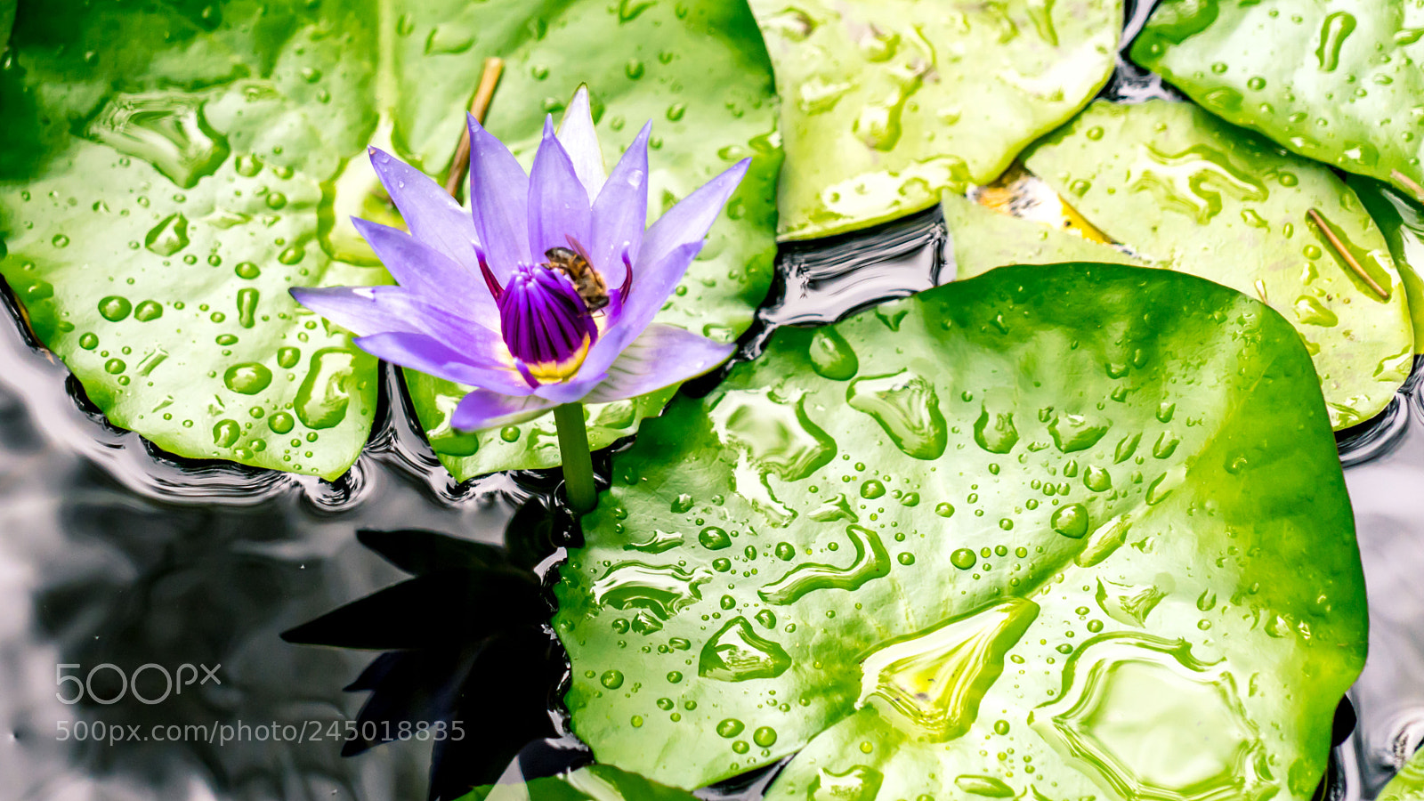Sony a7R sample photo. Un bout de verdure photography