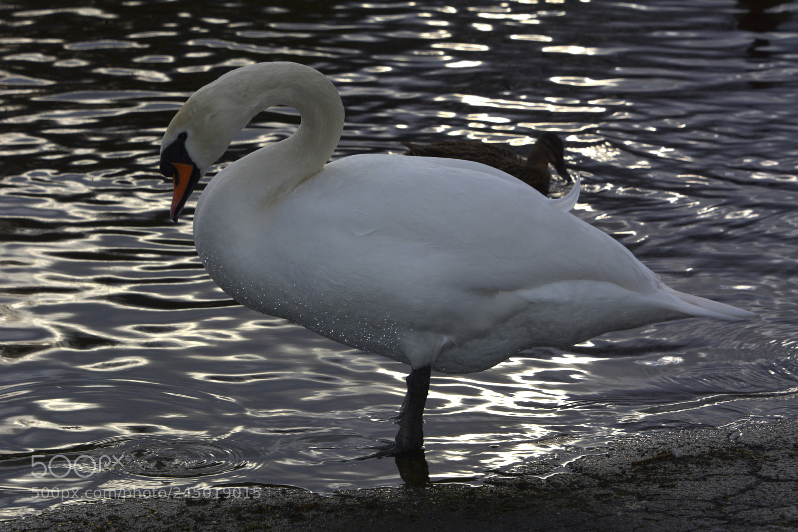 Nikon D7100 sample photo. Swan photography