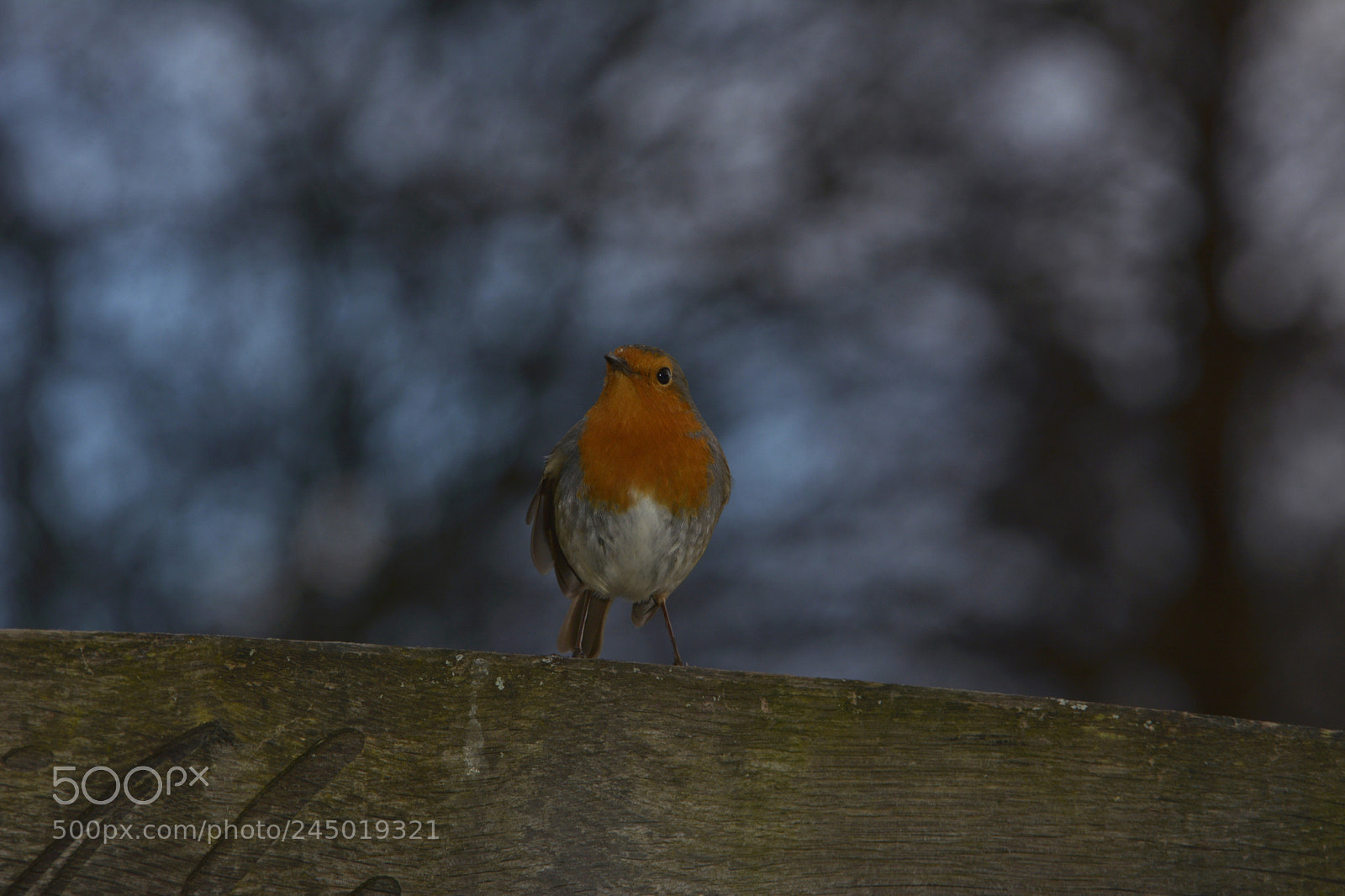 Nikon D7100 sample photo. Robin photography