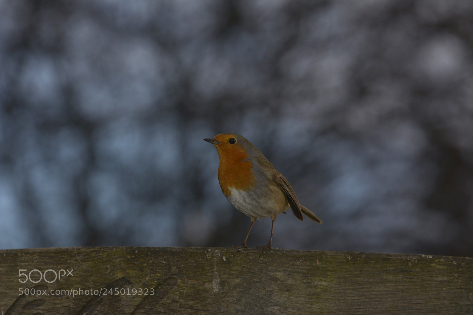 Nikon D7100 sample photo. Robin photography