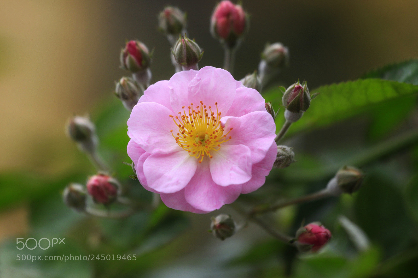 Canon EOS 50D sample photo. Untitled photography