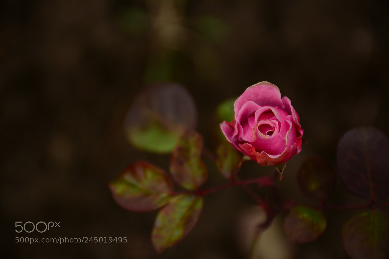 Nikon D7100 sample photo. Untitled photography
