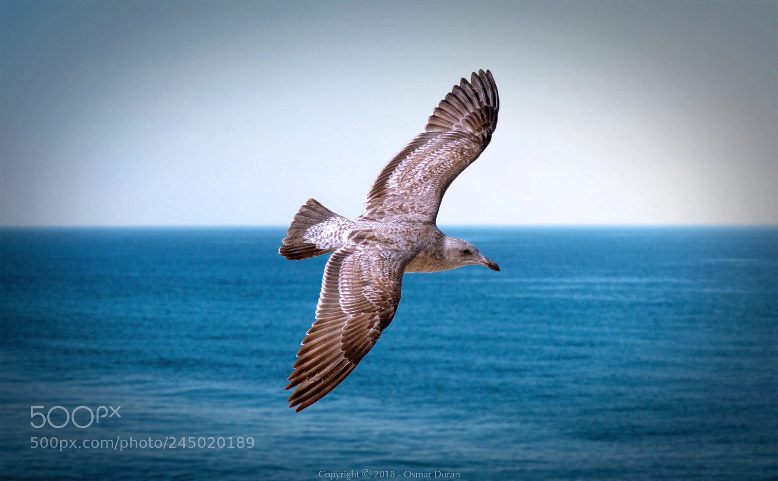 Nikon D200 sample photo. Low flight photography
