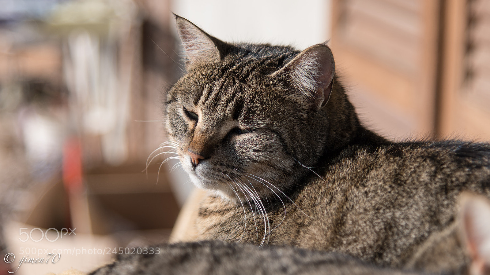 Nikon D500 sample photo. Io sono zampa..! photography