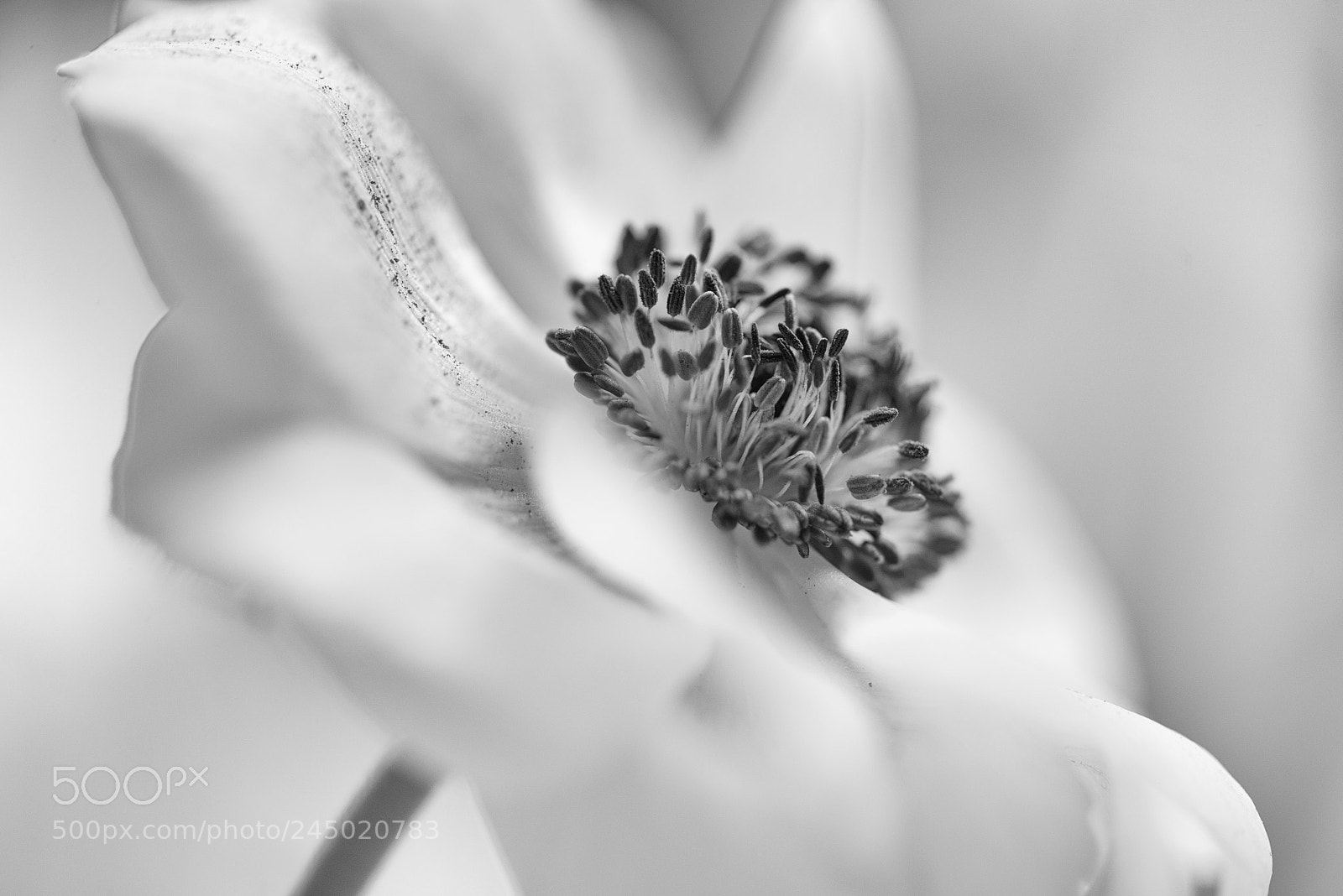 Nikon D800 sample photo. Anemone photography