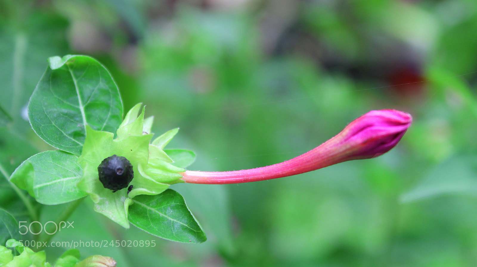 Canon EOS 1300D (EOS Rebel T6 / EOS Kiss X80) sample photo. A beautiful flower photography