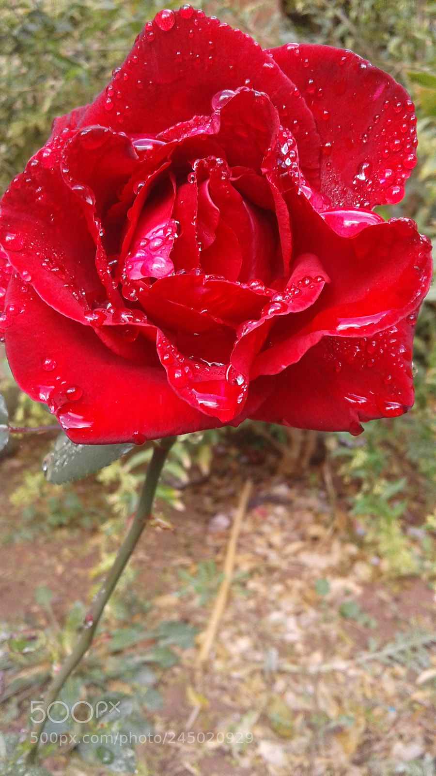 Samsung Galaxy J2 sample photo. Untitled photography