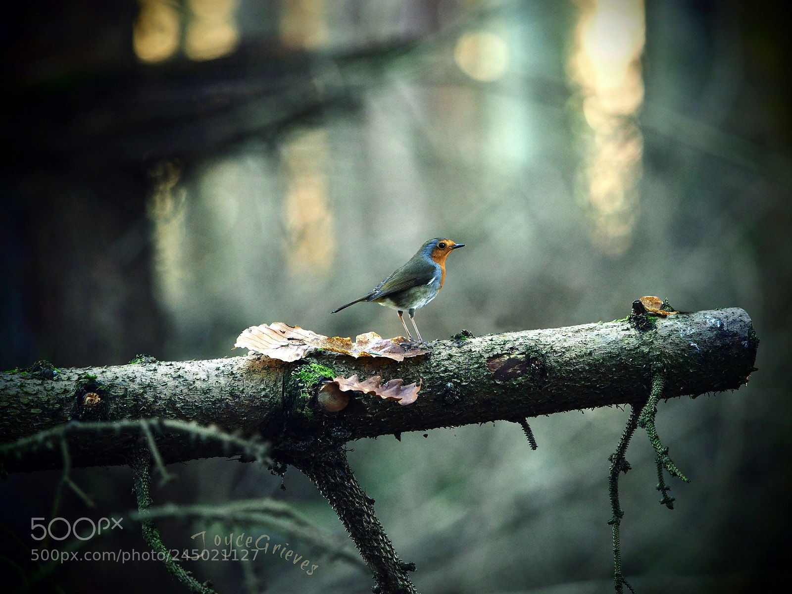 Olympus OM-D E-M1 sample photo. Bobbin' photography