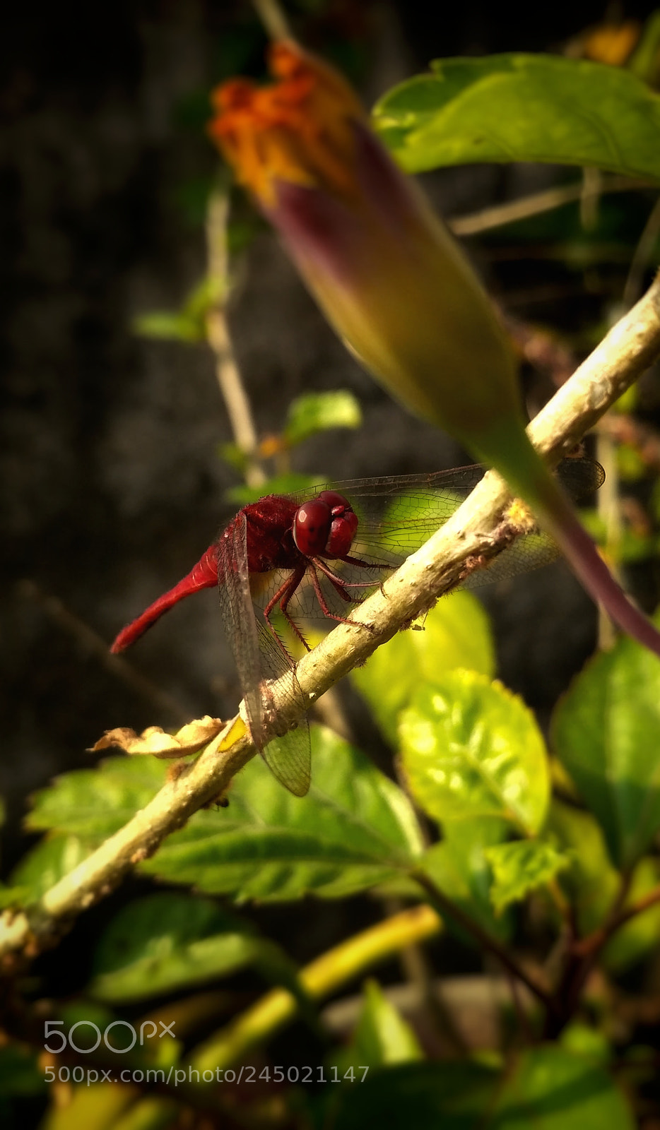 Xiaomi Redmi 3S sample photo. Untitled photography