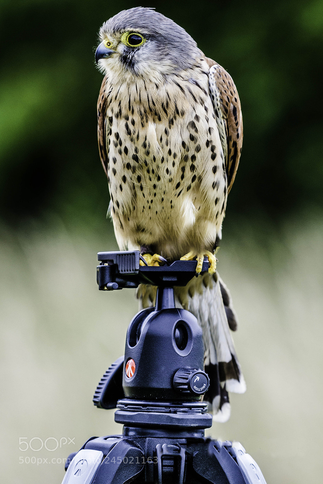 Nikon D800 sample photo. Kestral on tripod photography