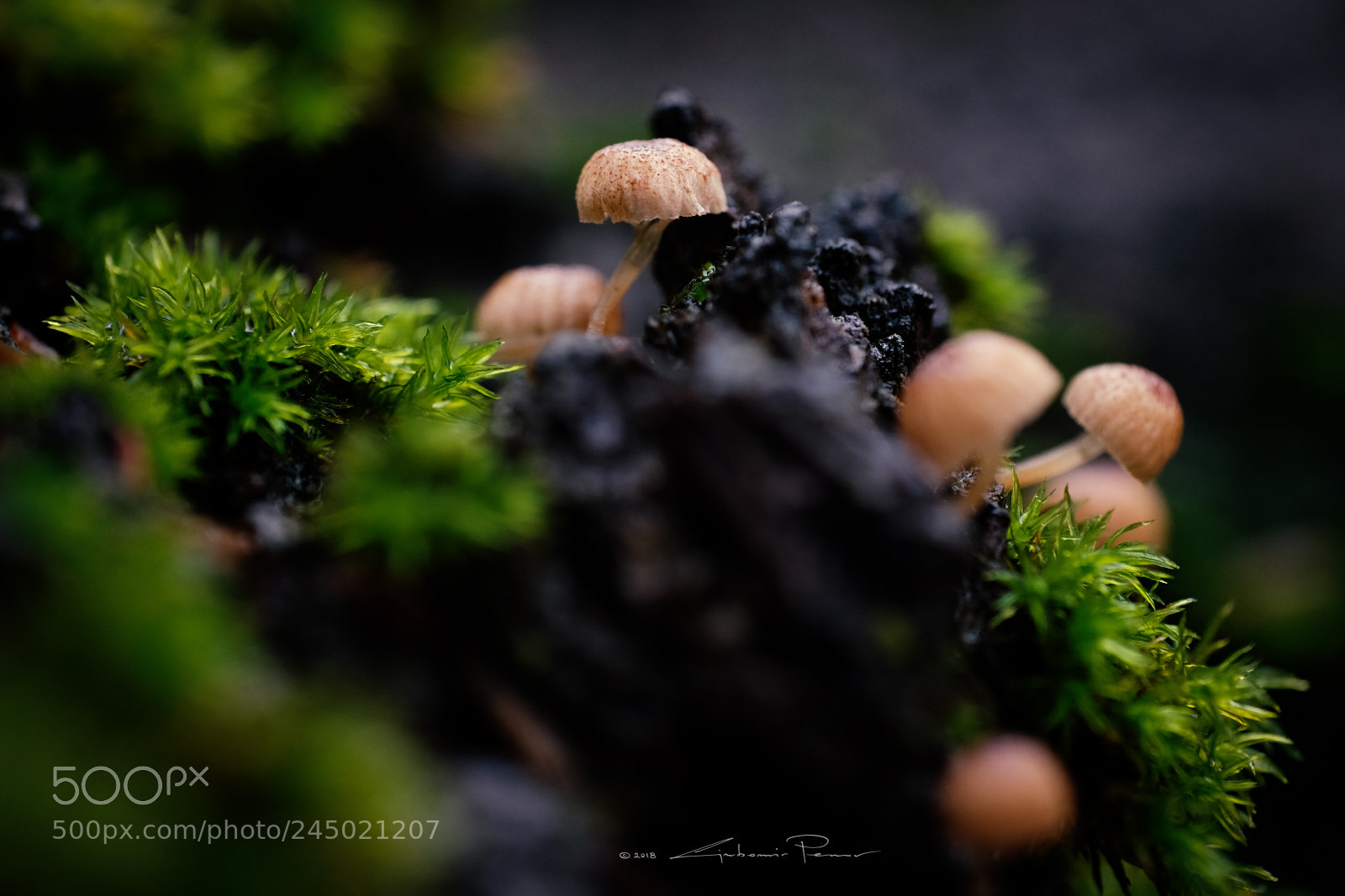 Fujifilm X-T1 sample photo. Little mushrooms photography