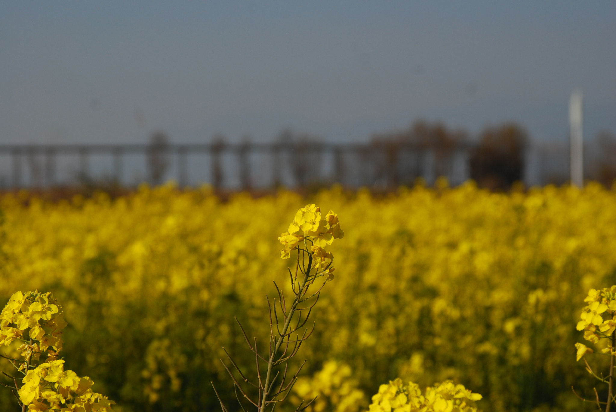 AF Zoom-Nikkor 28-105mm f/3.5-4.5D IF sample photo. Cole flowers photography
