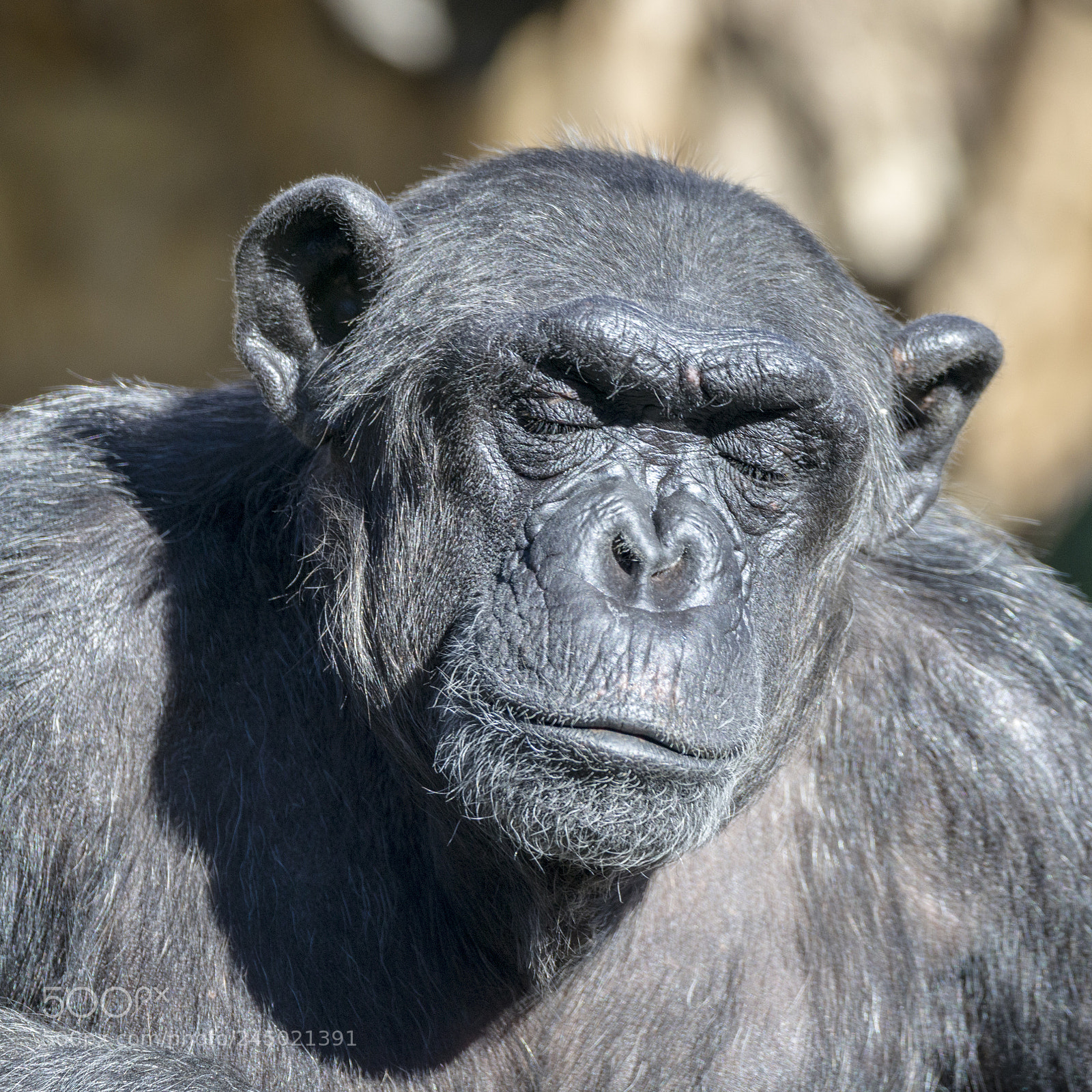 Nikon D800 sample photo. No... bananas again... photography