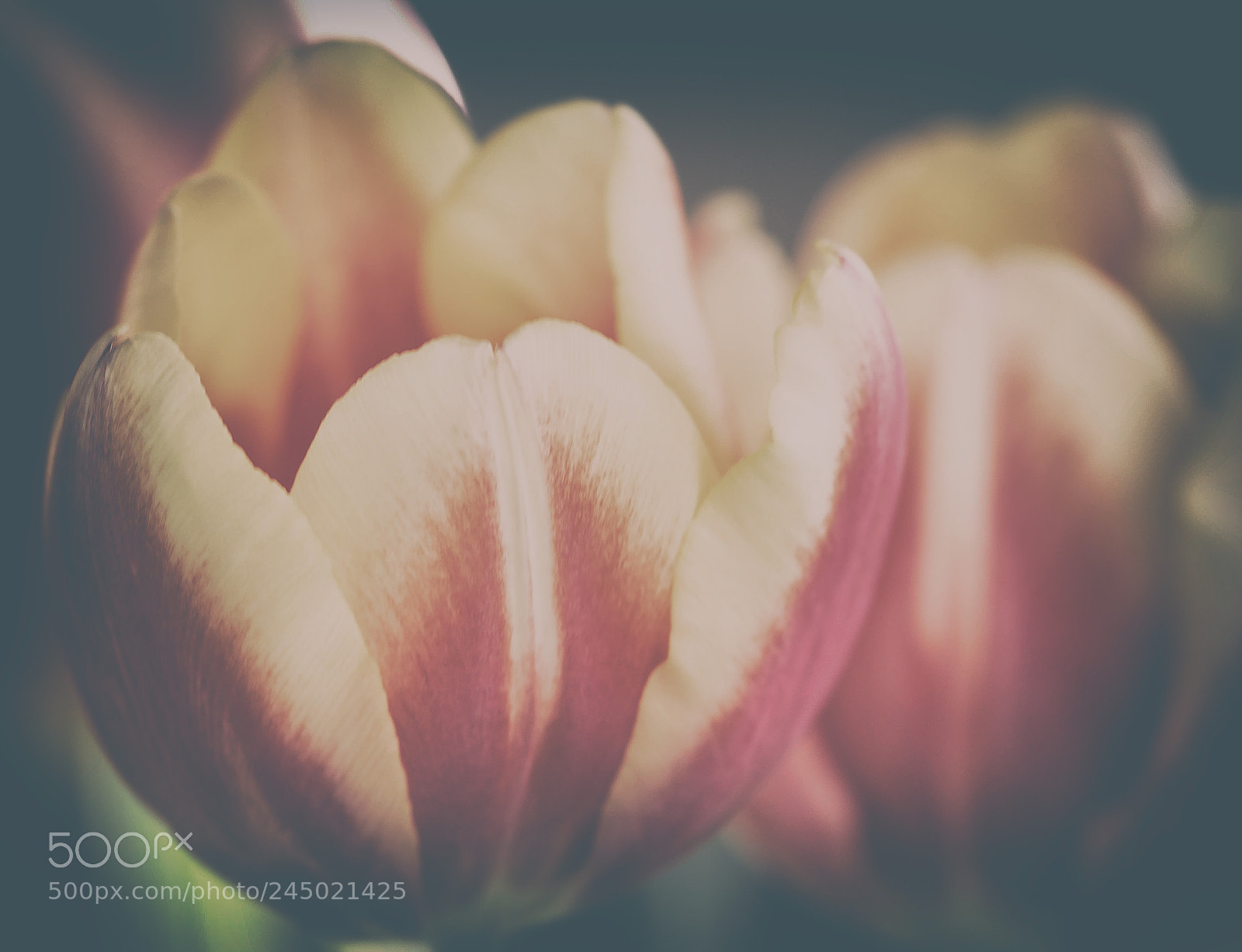Canon EOS 650D (EOS Rebel T4i / EOS Kiss X6i) sample photo. Tulpe photography
