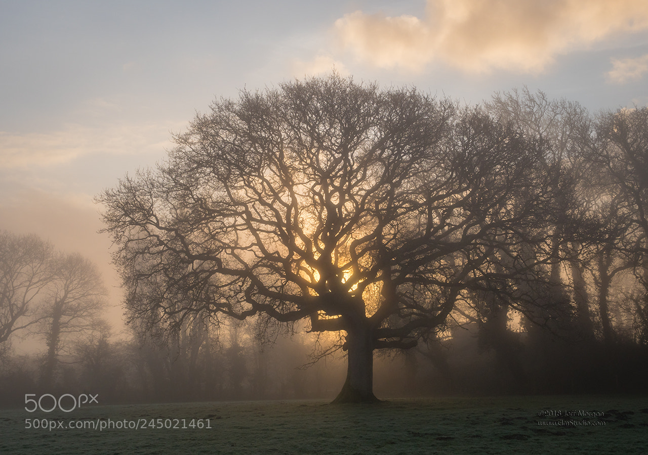 Panasonic Lumix DC-G9 sample photo. Misty morning in ashey photography