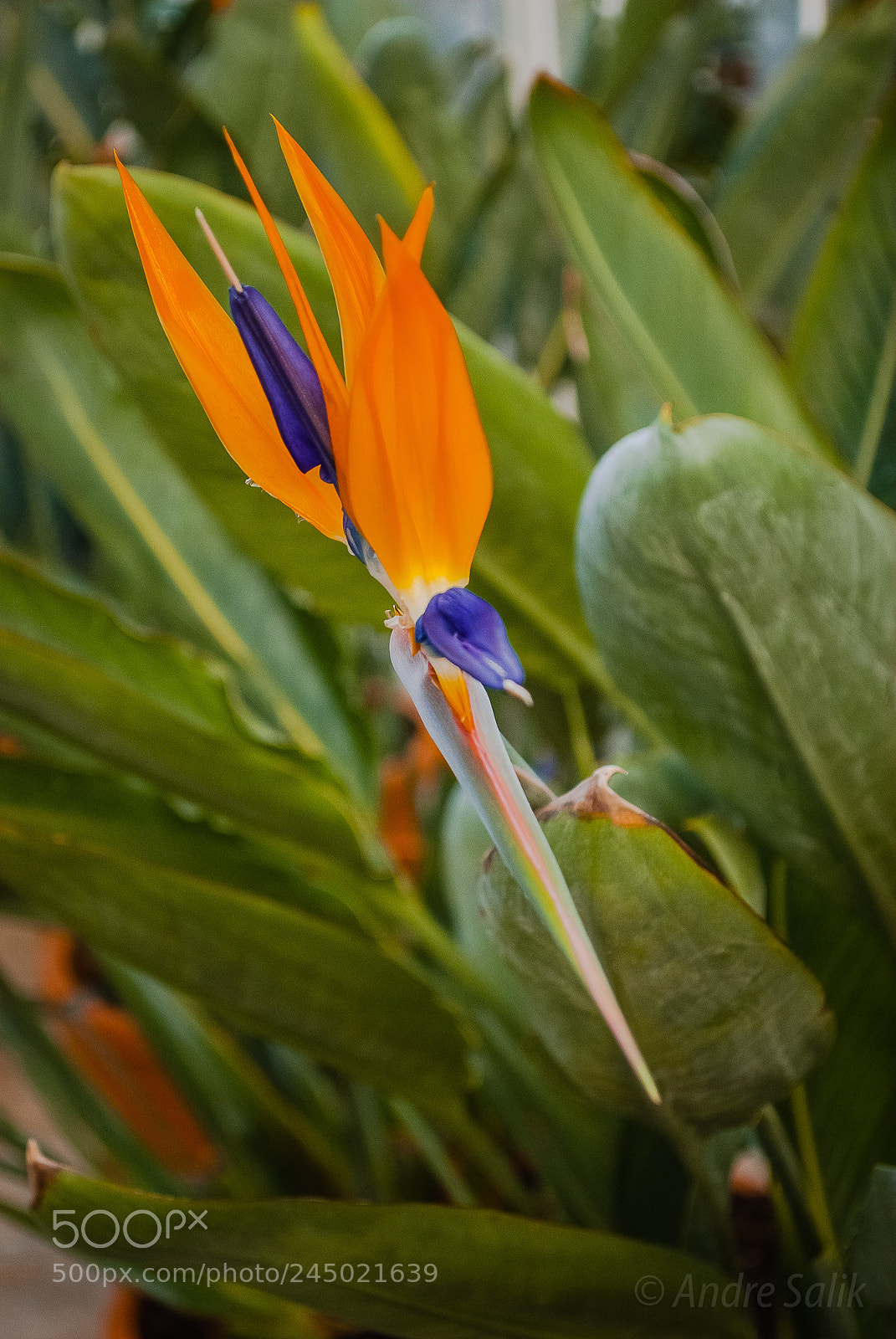 Nikon D60 sample photo. Саласпилс Ботанический сад. photography