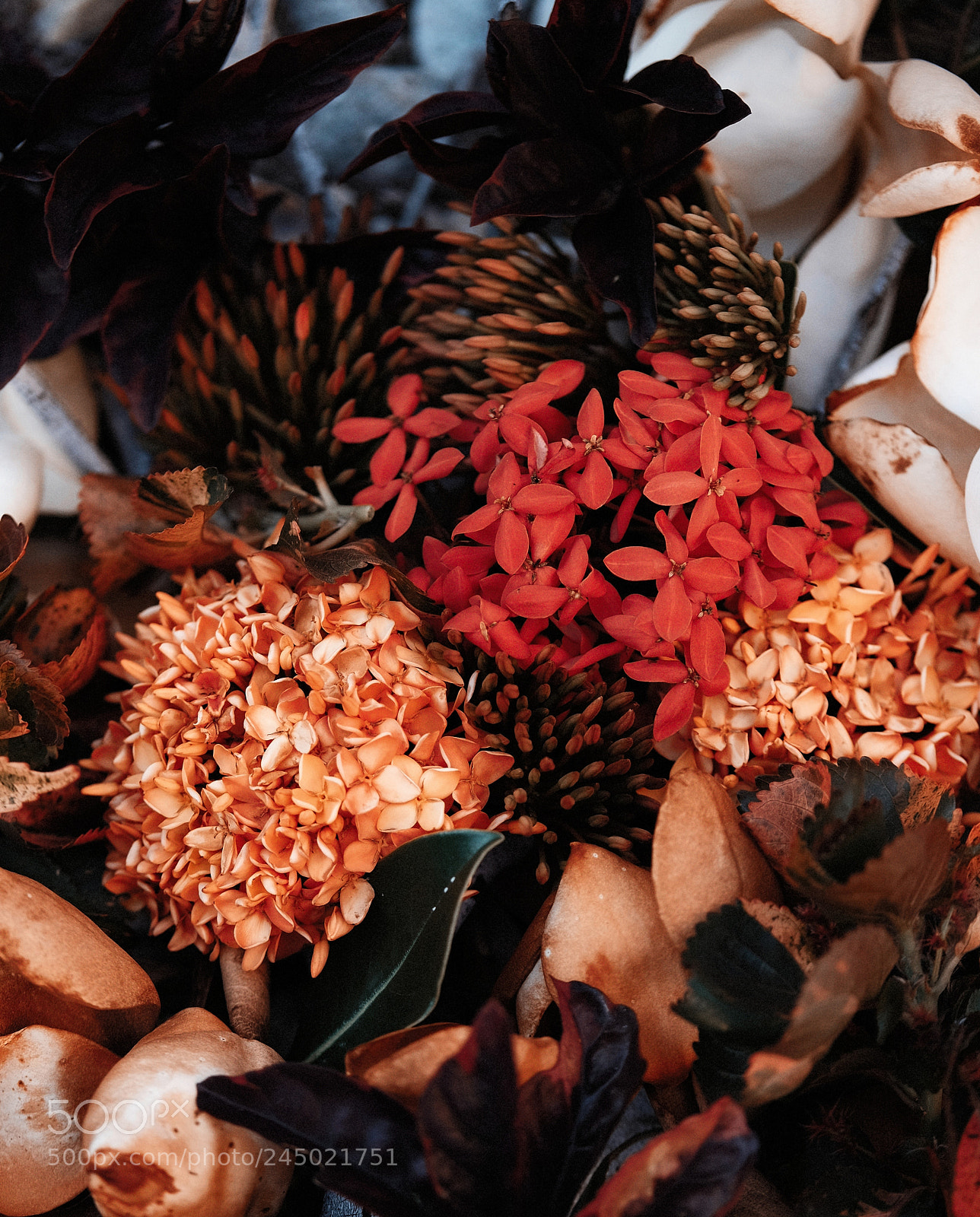 Fujifilm X-T10 sample photo. Orange photography