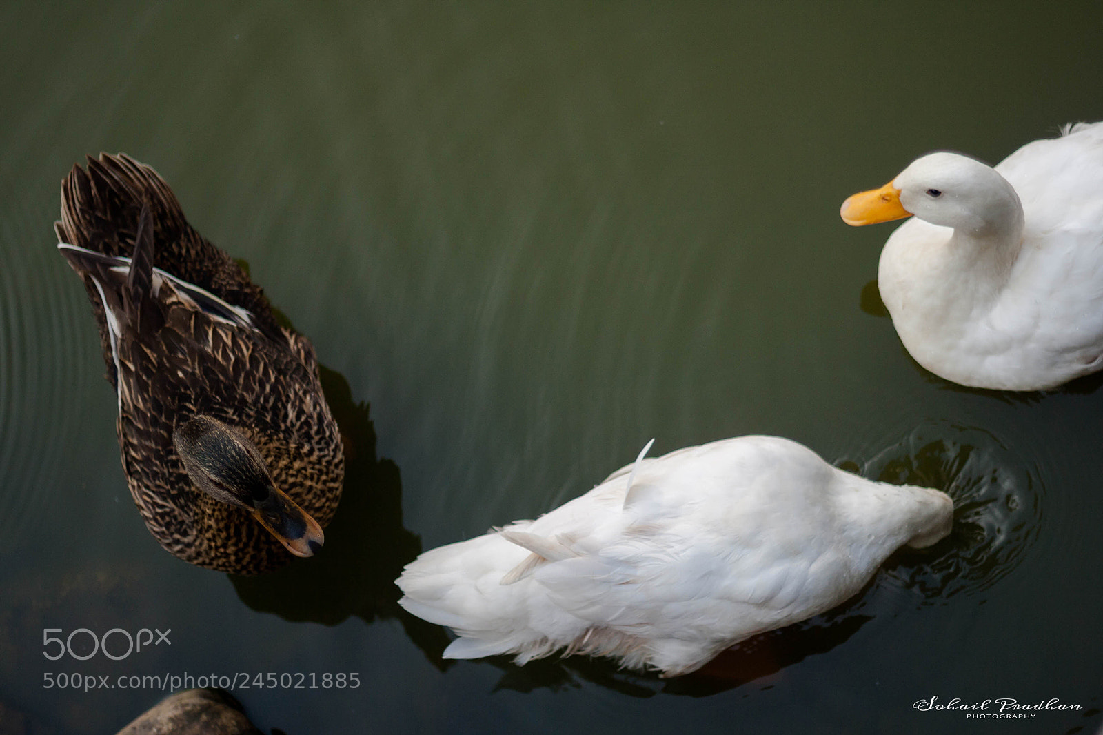 Canon EOS 1000D (EOS Digital Rebel XS / EOS Kiss F) sample photo. 3 ducks photography