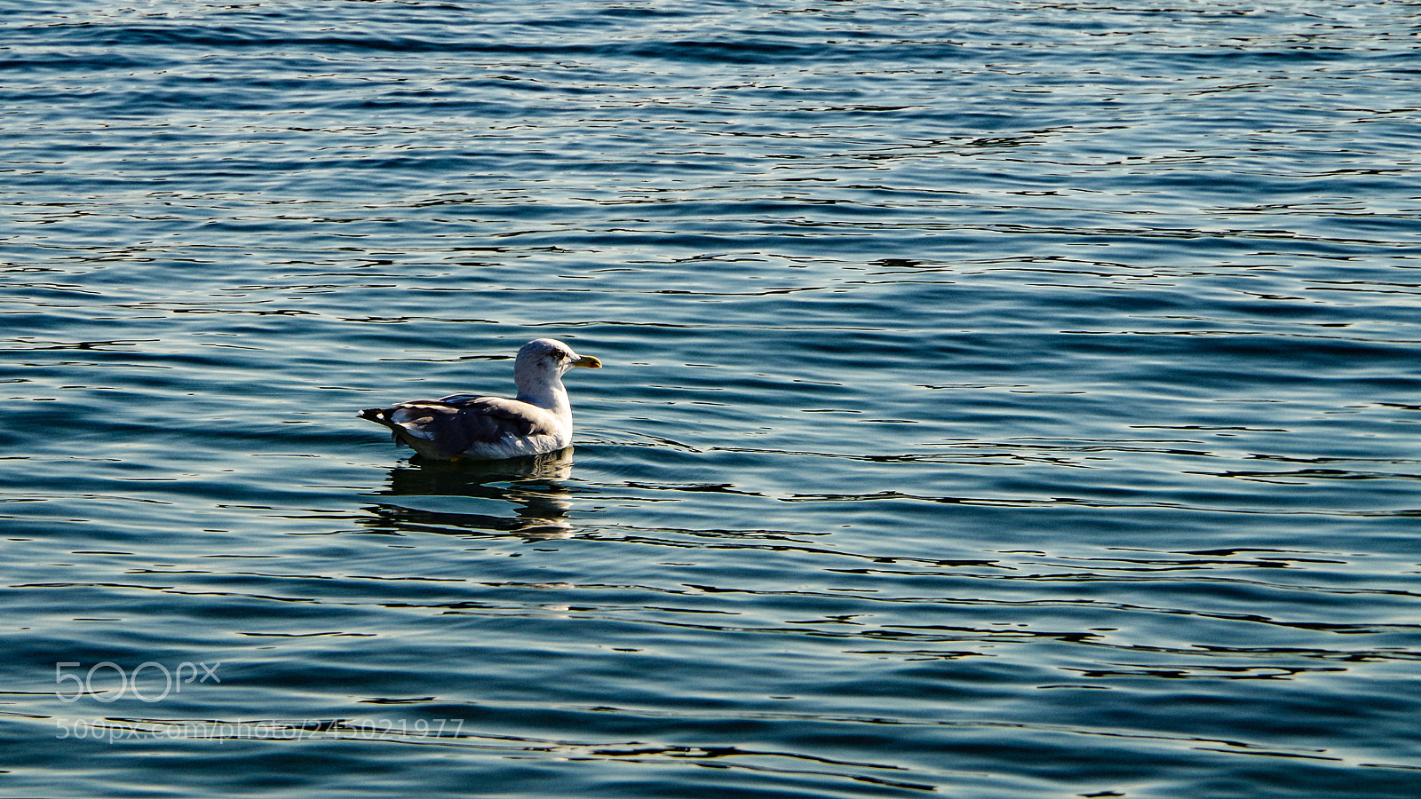 Pentax K-30 sample photo. Silence photography