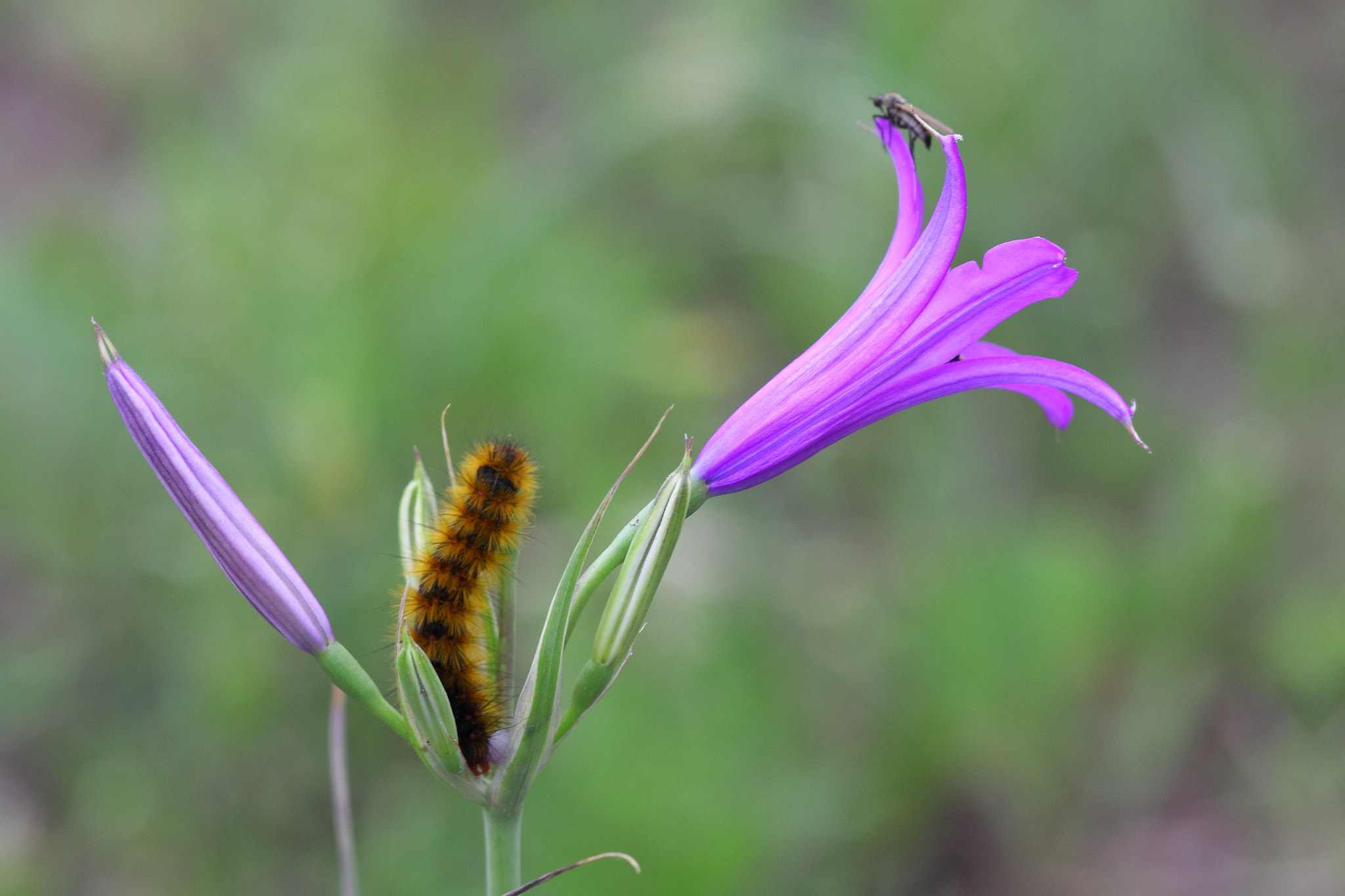 Canon 150mm sample photo. Flower photography